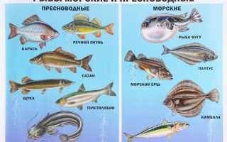 Рыба: морская и речная, какую выбрать; рецепт