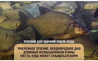 Ловля леща по первому льду. Полезная информация начинающим рыболовам