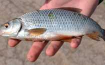 Плотва и вобла отличия