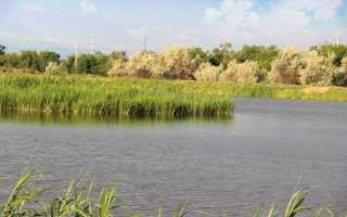 6 мест и рыбных хозяйств недалеко от Алматы