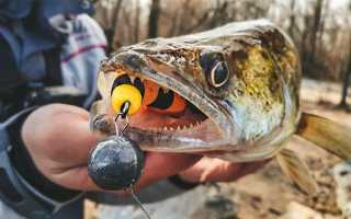 Что такое мандула на щуку и как ее изготовить