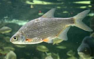 Глава рода (лещ, чебак)