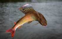 Хариус европейский (Thymallus thymallus)