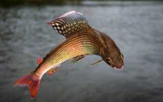 Хариус европейский (Thymallus thymallus)