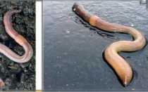 Выползок: дождевой червь как наживка