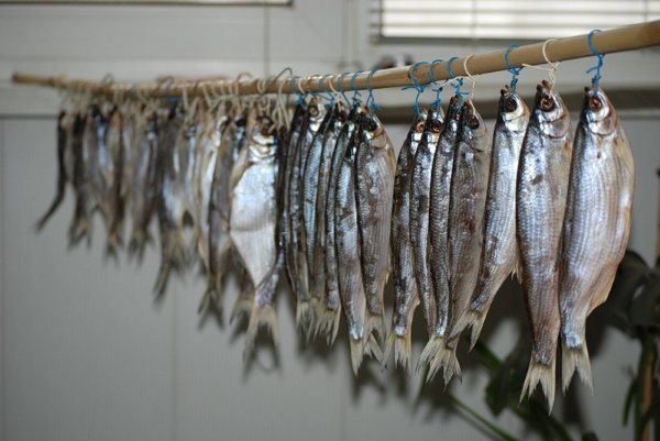 Рыбец (сырть). Фото и описание, рецепт, как приготовить вяленый, соленый, сушеный, копченый