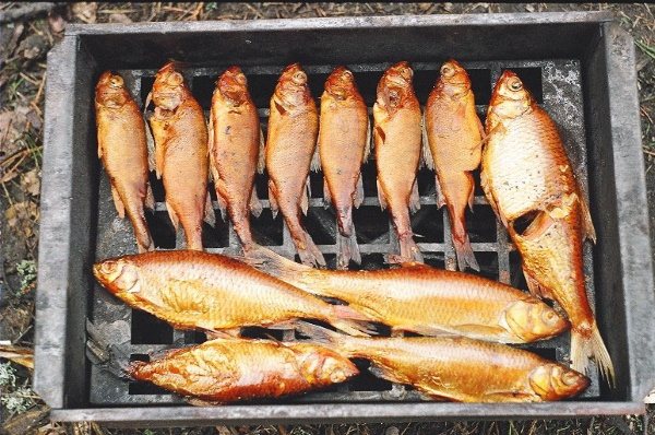 Рыбец (сырть). Фото и описание, рецепт, как приготовить вяленый, соленый, сушеный, копченый
