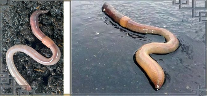 Выползки в земле